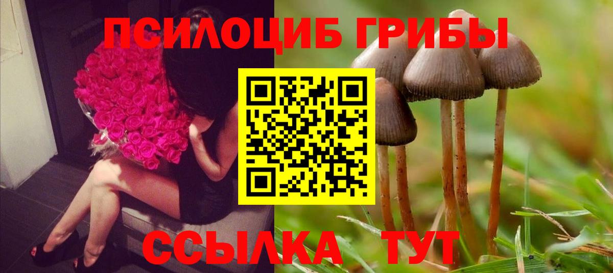 Псилоцибиновые грибы Cubensis Котлас